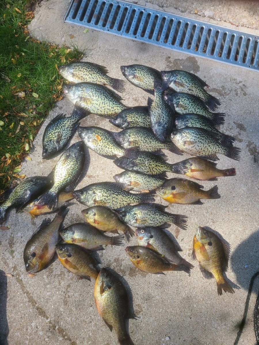 Bluegill